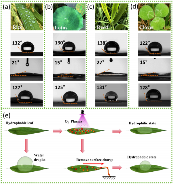 植物叶片润湿性2.png